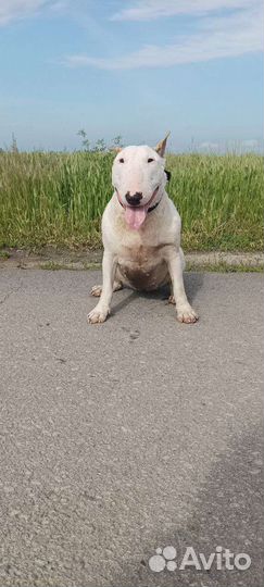 Вязка) Девочка Бультерьер хочет любви и ласки