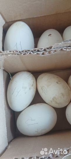 Инкубационное Яйцо гусиное