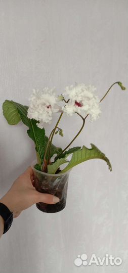 Стрептакорпус