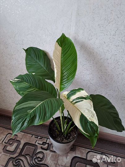 Спатифиллум пикассо