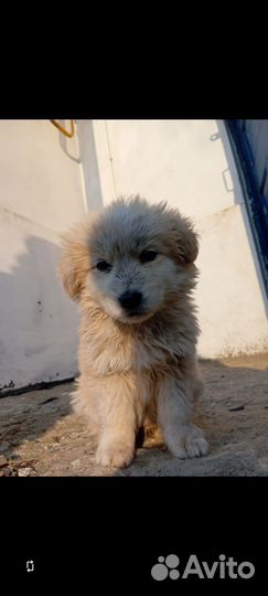 Собака в добрые руки маленькая порода