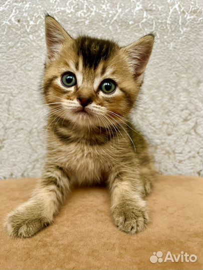 Шотландские золотые шиншиллы котята