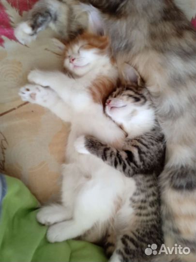 Котики пушистики