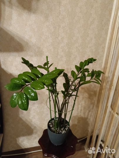 Замиокулькас