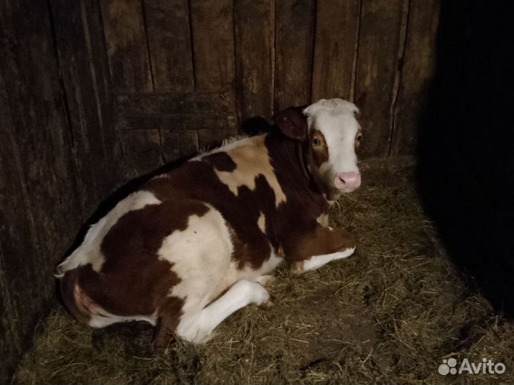 Продам тёлку