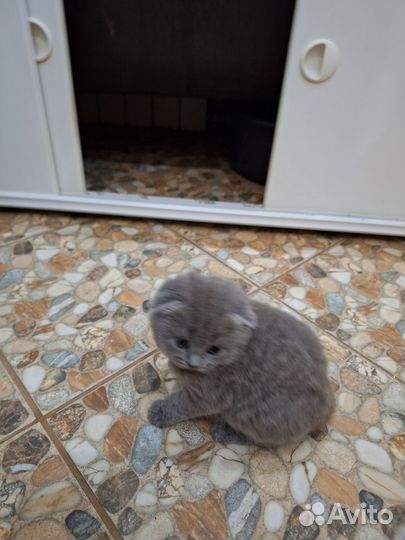 Шотландские вислоухие котята