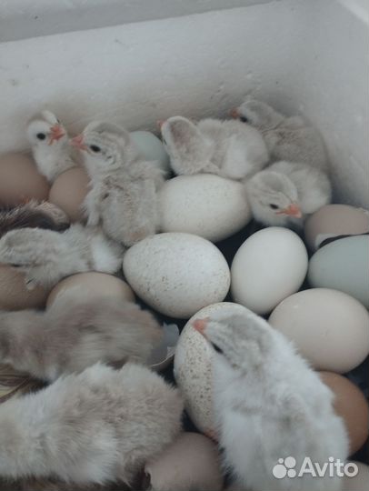 Инкубационное яйцо цесарки, цесарята