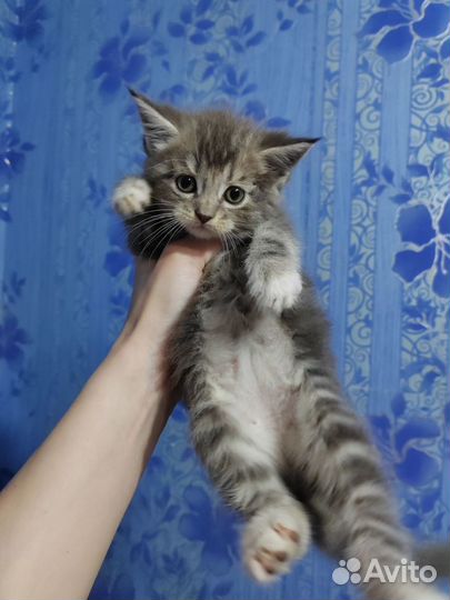 Котята мейн-кун метис в добрые руки