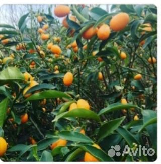 Экзотические растения