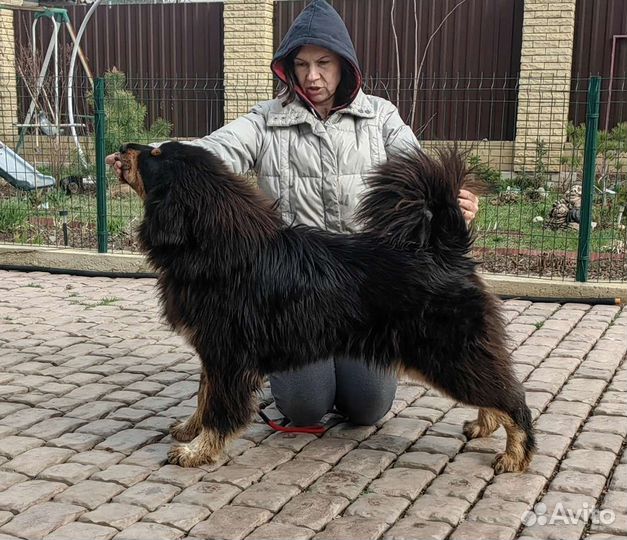 Тибетский мастиф, сука