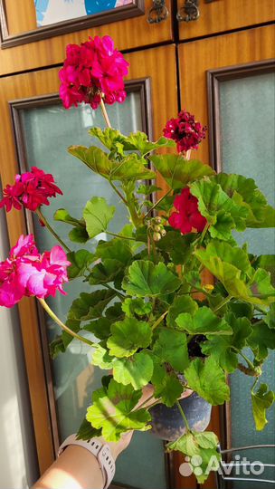 Пеларгония герань сортовая