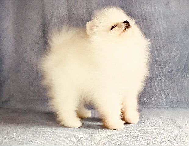 Мальчик шпиц мишка