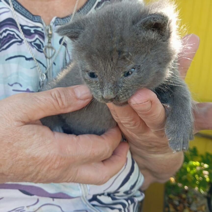 Котёнок в добрые руки