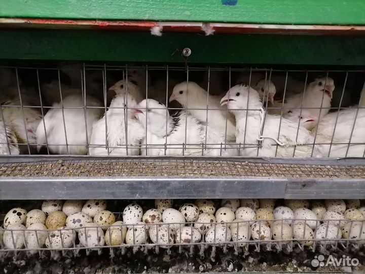 Мясо перепелов