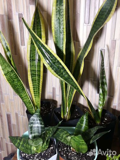 Сансевиерия Ханни, Лауренти, цилиндрика