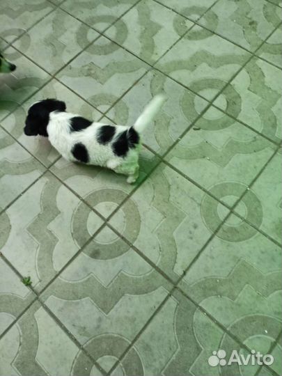 Собаки щенки