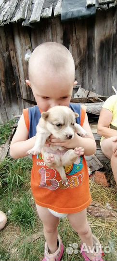 Домашние животные собаки