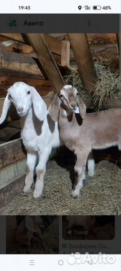 Козлята
