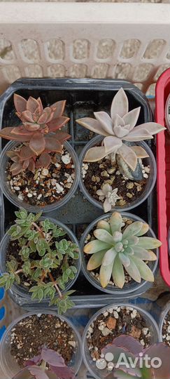 Суккуленты