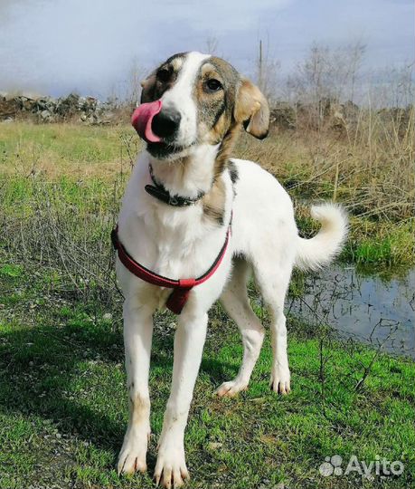 Собака Лиза