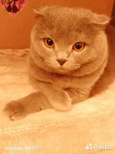 Зоогостиница для собак