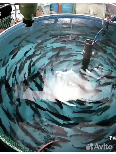 Радужная форель малек