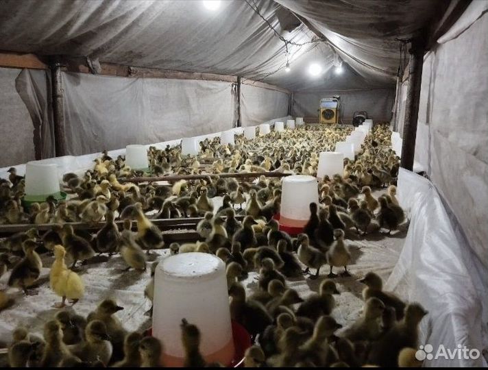 Утки Гуси серые Белые