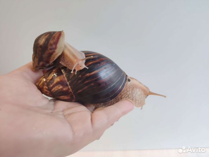 Улитки ахатины