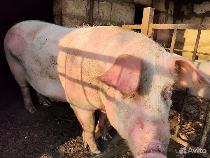 Свиньи (кабаны)