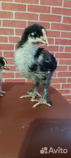 Цыплята маран