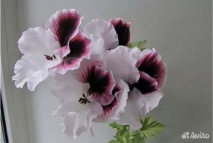 Пеларгония герань королевская Sally Munro