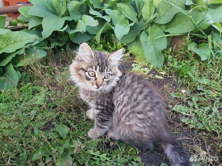 Кошечка 3 месяца