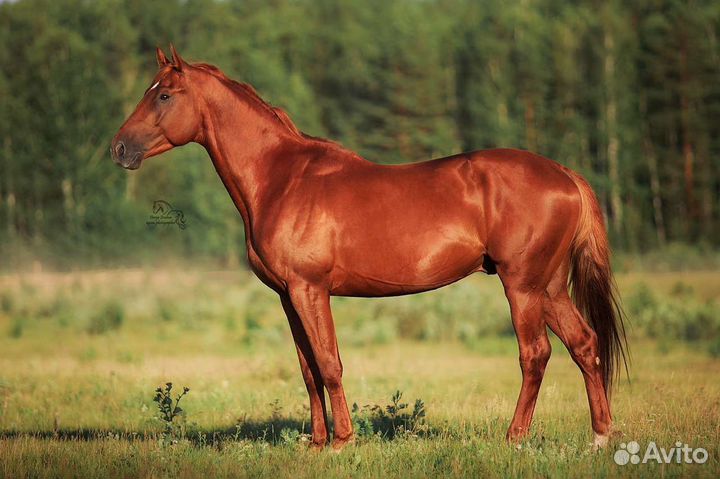 Жеребцы в спорт 2019г.р и 2018