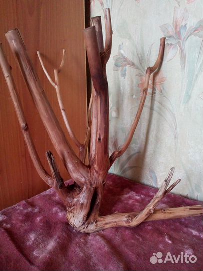 Коряги