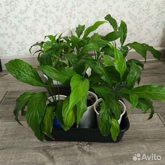 Спатифиллум