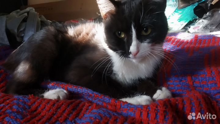 Кошка в дар