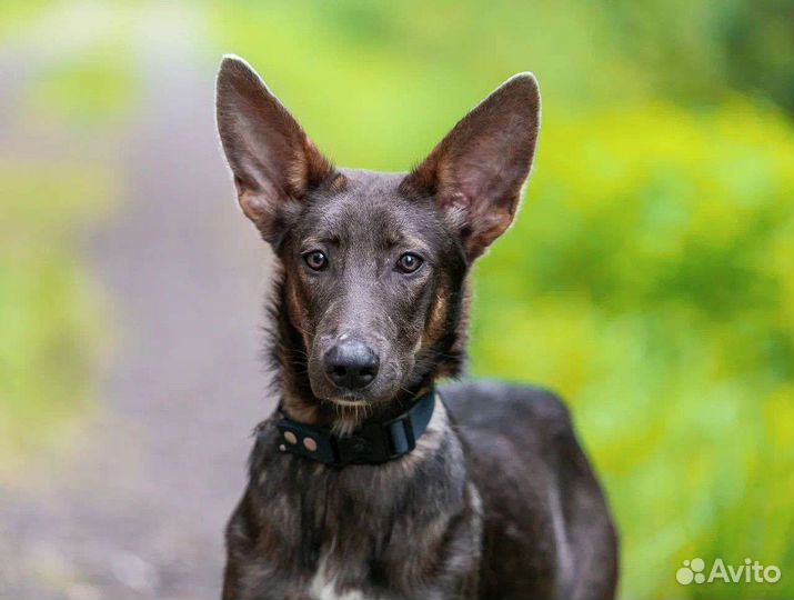 Щенок мальчик 7 месяцев