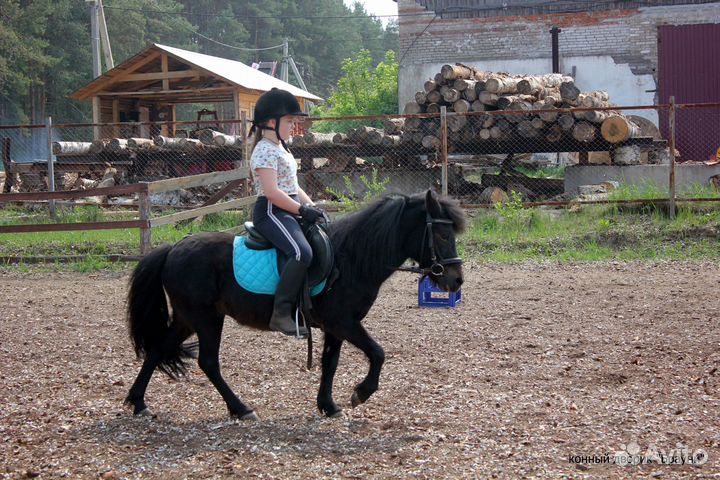 Пони жеребчик