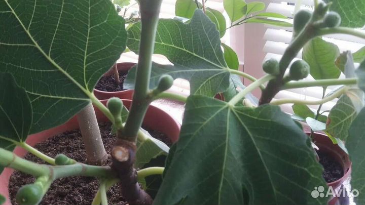 Инжир карликовый комнатный