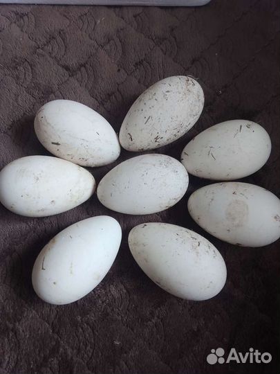 Гусиные яйца для инкубации,куриные инкубационные