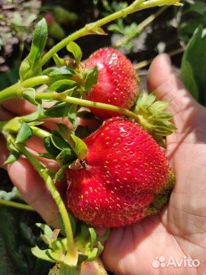 Растения для сада