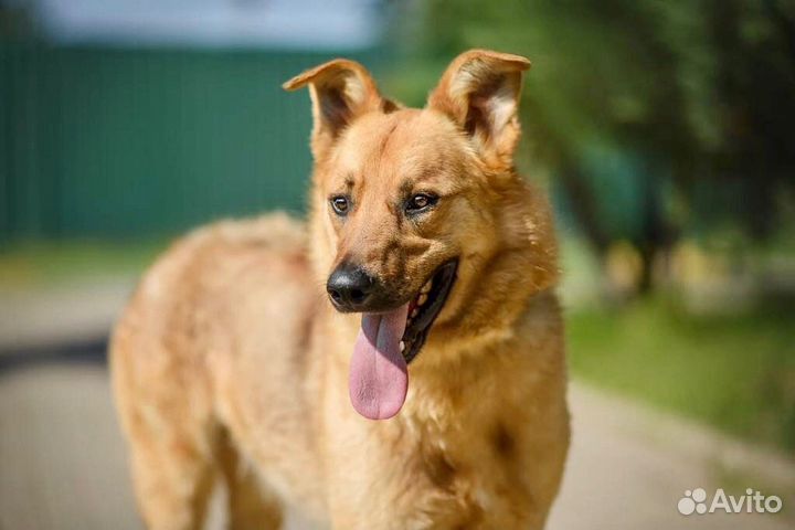 Пес, которого никто не замечает