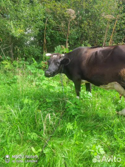 Корова дойная