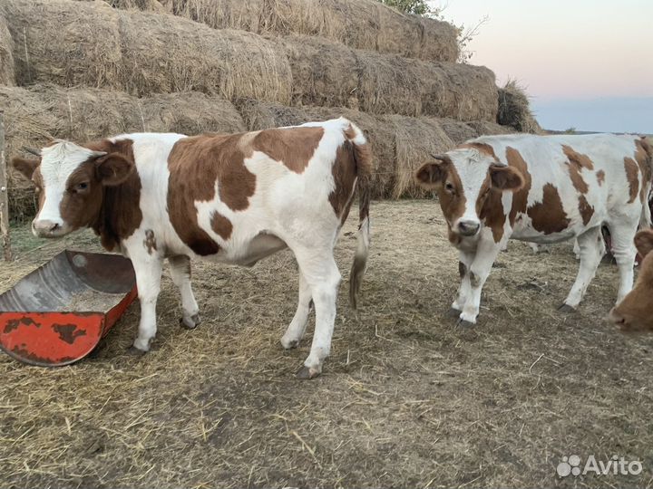 Домашние животные