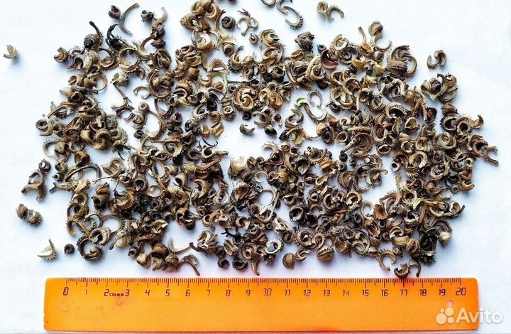 Семена календулы