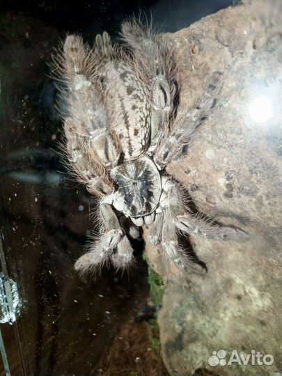 Heteroscodra maculata. Архангельск-Новодвинск