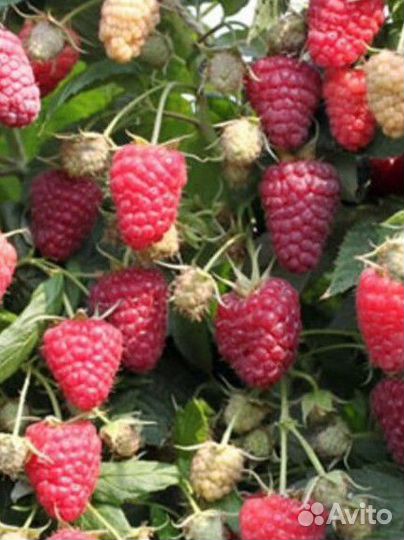 Рассада малины