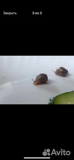 Улитки ахатины бесплатно
