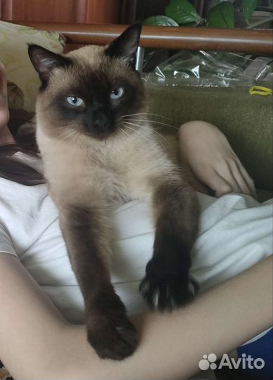 Вязка