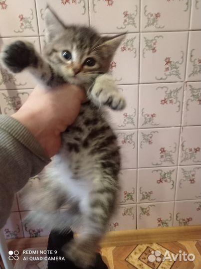 Котенок мальчик в дар